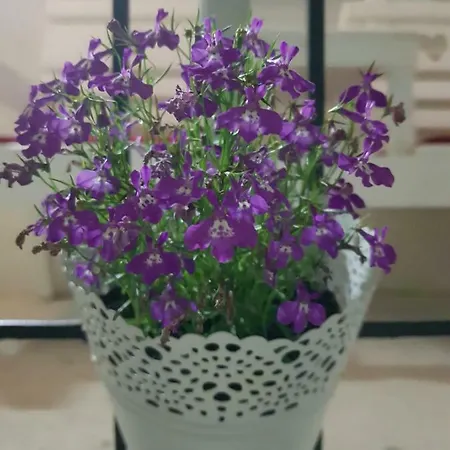 Seher Kuca Apartment *
